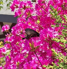 Papilio maackii