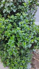 Ligustrum ovalifolium