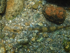 Pseudogobio esocinus