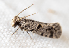 Amydria margoriella