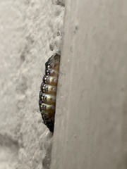 Phryganidia californica