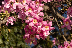Ceiba pubiflora