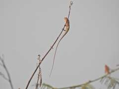 Calotes versicolor