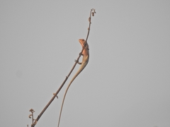 Calotes versicolor