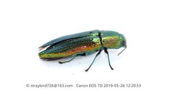 Polyctesis