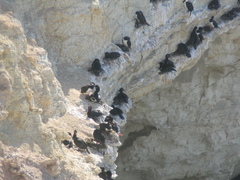 Leucocarbo magellanicus