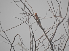 Calotes versicolor