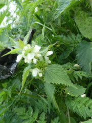 Lamium album