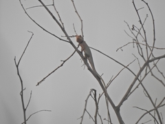 Calotes versicolor
