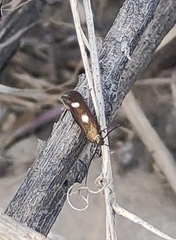 Scythris flabella