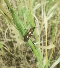 Scythris flabella