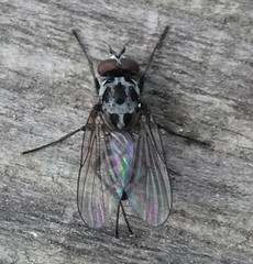 Diptera