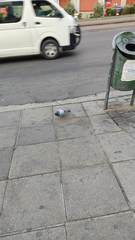 Columba livia