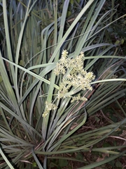 Cyperus javanicus