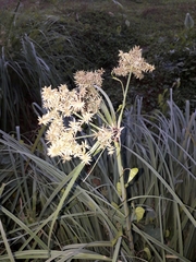 Cyperus javanicus