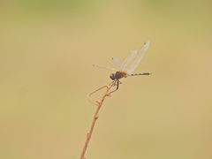 Trithemis pallidinervis