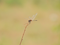Trithemis pallidinervis