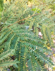Albizia tanganyicensis