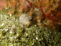 Pleurobranchaea bubala