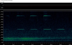 Rhinolophus pusillus