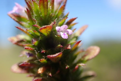 iNaturalist observation photo of thyme-leaved pogogyne