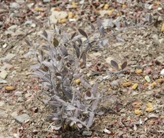 Rhinotropis lindheimeri