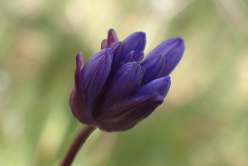 iNaturalist observation photo of Ookow