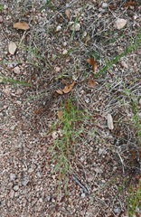 Lechea tenuifolia