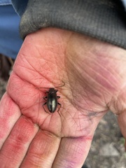 Tarpela micans