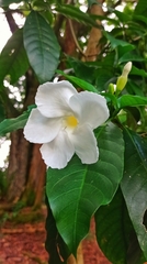 Angiospermae