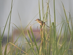 Prinia inornata