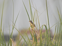 Prinia inornata