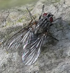 Diptera