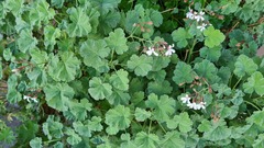Pelargonium fragrans