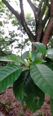 Angiospermae