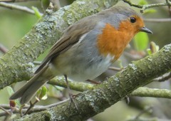 Erithacus rubecula