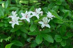 Rhododendron arborescens