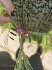 Vicia sativa