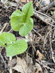 Asarum canadense