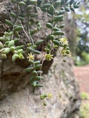 Monanthes laxiflora image