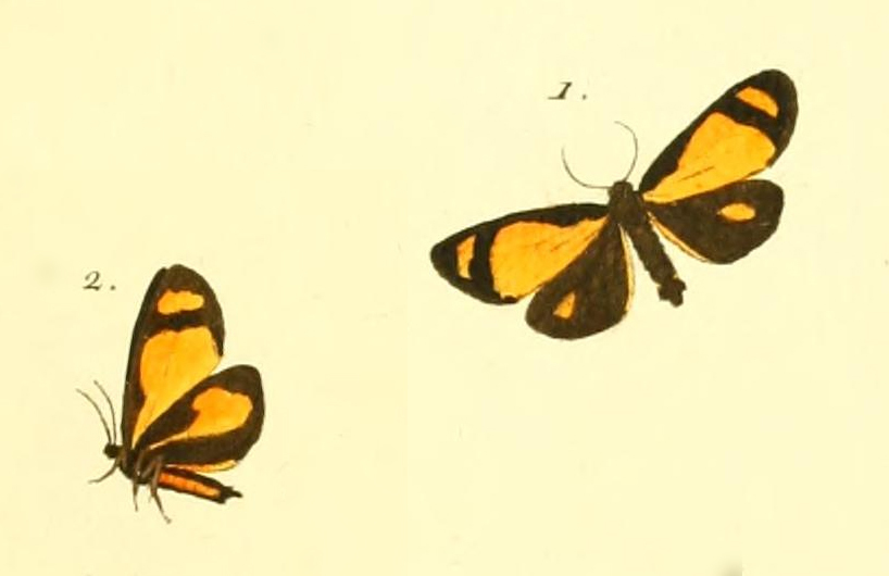 Antona abscissa