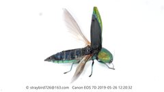 Polyctesis