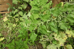 Urtica massaica