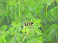 Rhyothemis phyllis