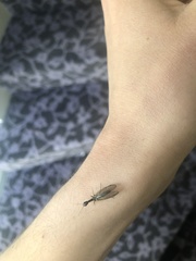 Phaeostigma