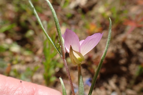 iNaturalist observation photo of Chaparral Clarkia