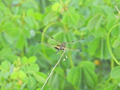 Rhyothemis phyllis