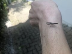 Phaeostigma