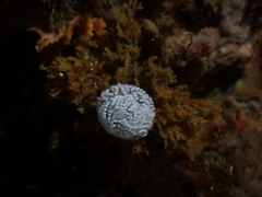 Antiopella capensis