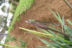 Pseudagrion spernatum